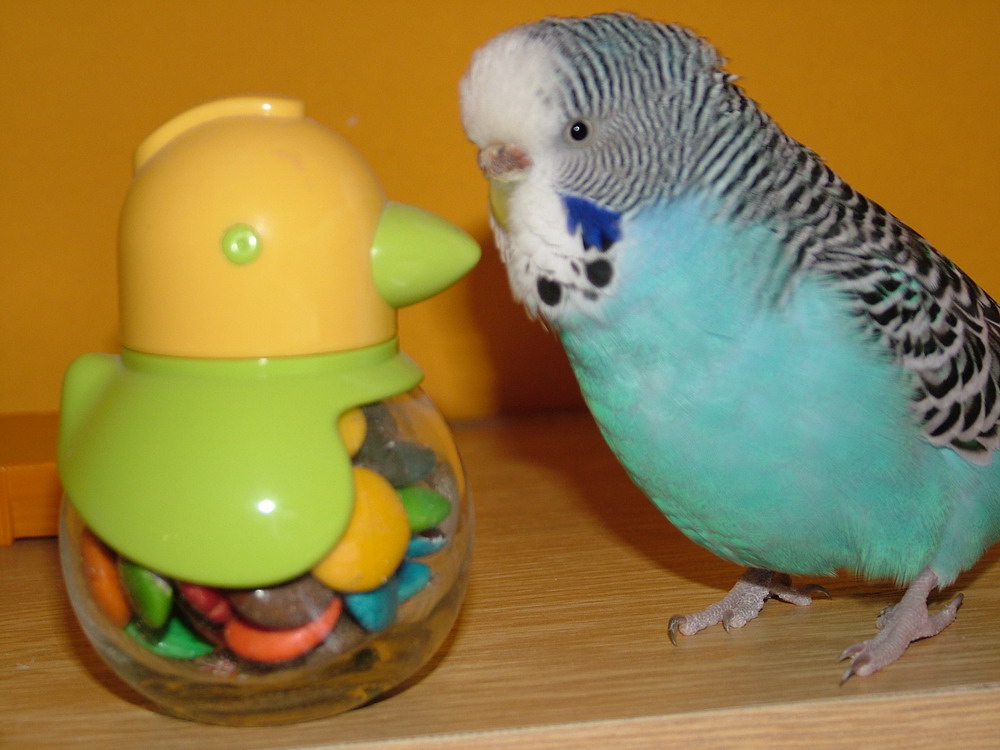 DSCF0894.jpg