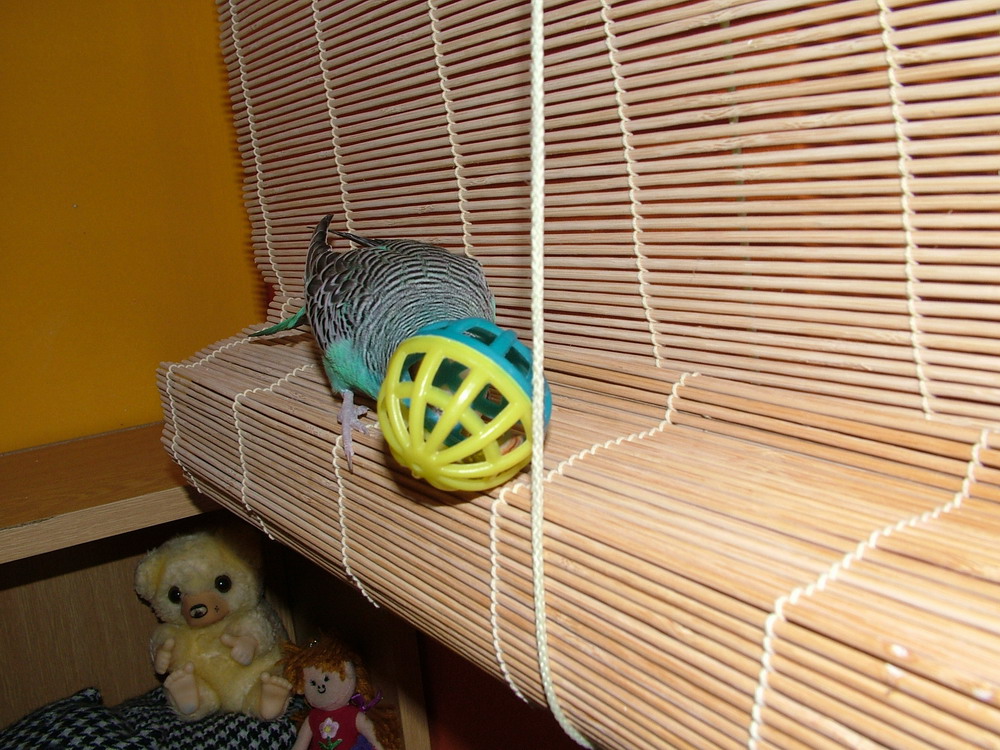 DSCF0901.jpg