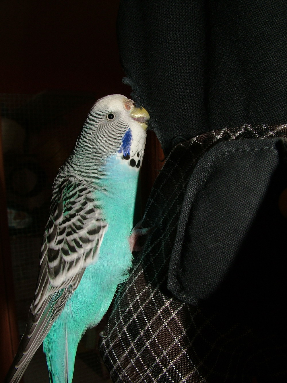DSCF0932.jpg
