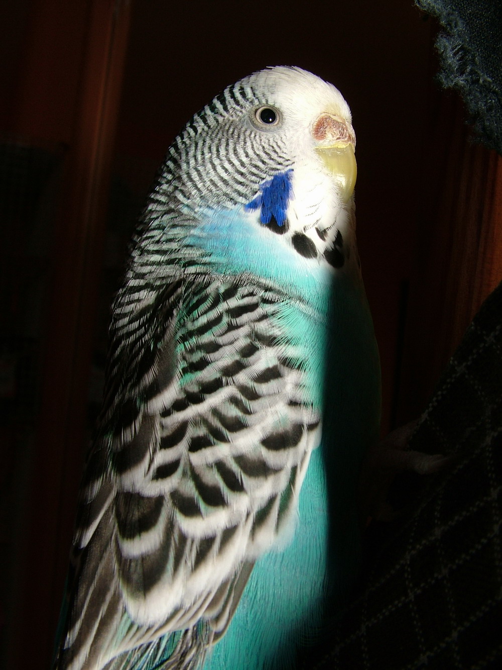 DSCF0935.jpg